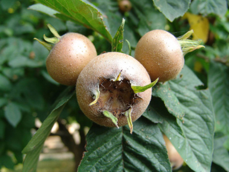 Mespilus-germanica